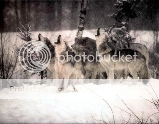 Wolf Pack Picture #1 Pictures, Images and Photos