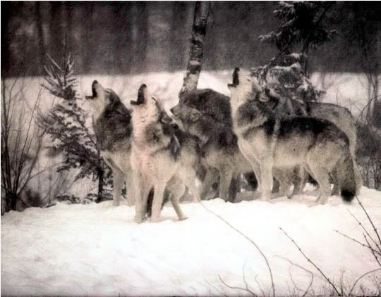 Wolf Pack Picture #1 Pictures, Images and Photos