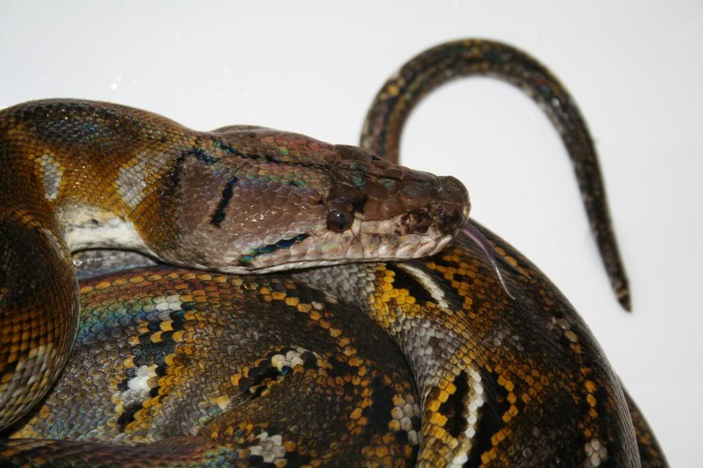 SE England Reticulated python morphs for sale - Adults and babies some ...